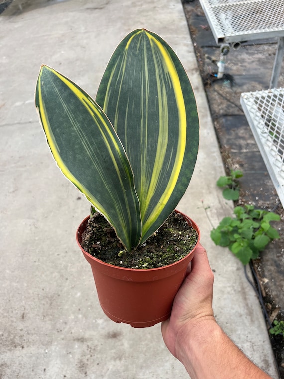 6 Variegated Whales Fin Sansevieria - Etsy