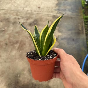 4”  Sansevieria lotus