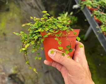 String of frogs