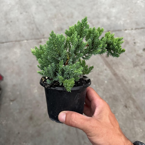 Juniper