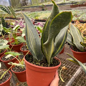 Variegated whale fin 6” pot