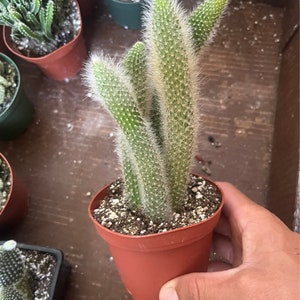 K&ouml;nnte beinhalten: Ein kleiner Terrakotta-Topf mit einer Kaktuspflanze. Der Kaktus hat lange, d&uuml;nne, gr&uuml;ne St&auml;ngel mit wei&szlig;en Haaren. Der Kaktus befindet sich in einem Terrakotta-Topf mit braunem Rand.