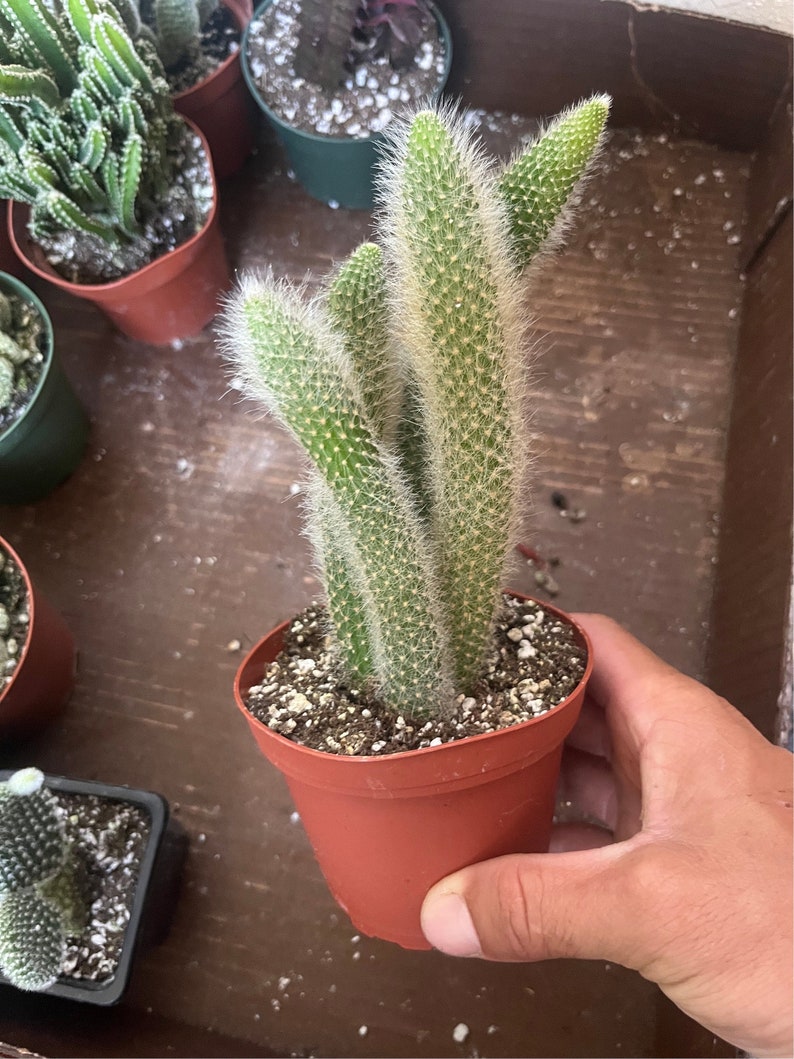 K&ouml;nnte beinhalten: Ein kleiner Terrakotta-Topf mit einer Kaktuspflanze. Der Kaktus hat lange, d&uuml;nne, gr&uuml;ne St&auml;ngel mit wei&szlig;en Haaren. Der Kaktus befindet sich in einem Terrakotta-Topf mit braunem Rand.
