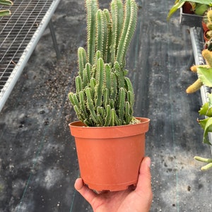 4” & 6&quot;  Fairy Castle Cactus – Acanthocereus Tetragonus | Live Cactus Plant | Easy Care Houseplant | Unique Indoor Cactus