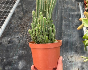 4” & 6&quot;  Fairy Castle Cactus – Acanthocereus Tetragonus | Live Cactus Plant | Easy Care Houseplant | Unique Indoor Cactus