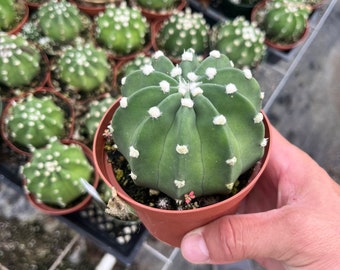 Domino Cactus/  Echinopsis Subdenudata