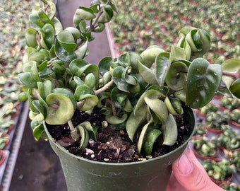 6" Hoya Rope - Hoya Compacta - Hindu Rope - Hoya Carnosa