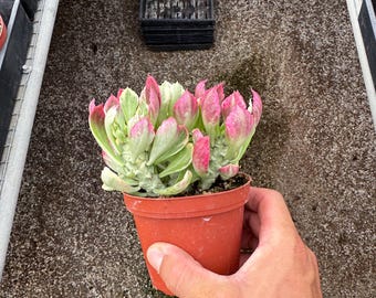 4” Euphorbia ritchiei 'Variegata'