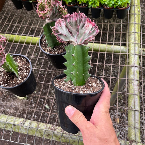 Euphorbia Lactea/ coral cactus