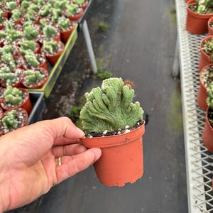 Cereus Coral Cactus