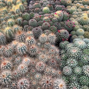 May include: A close-up view of a variety of cactus plants in different sizes and colors. The cactus plants are arranged in rows and are all in bloom.