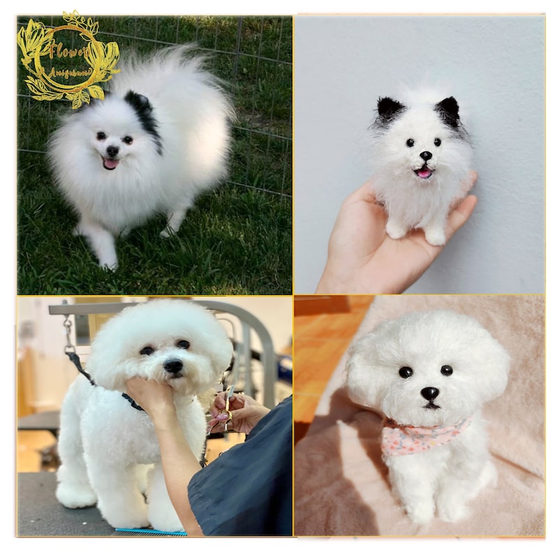 May include: A collage of four images featuring white fluffy dogs. The top left image shows a white Pomeranian with black ears standing on green grass. The top right image shows a white Pomeranian with black ears sitting in a person's hand. The bottom left image shows a white Bichon Frise being groomed by a person. The bottom right image shows a white Bichon Frise sitting on a brown surface.