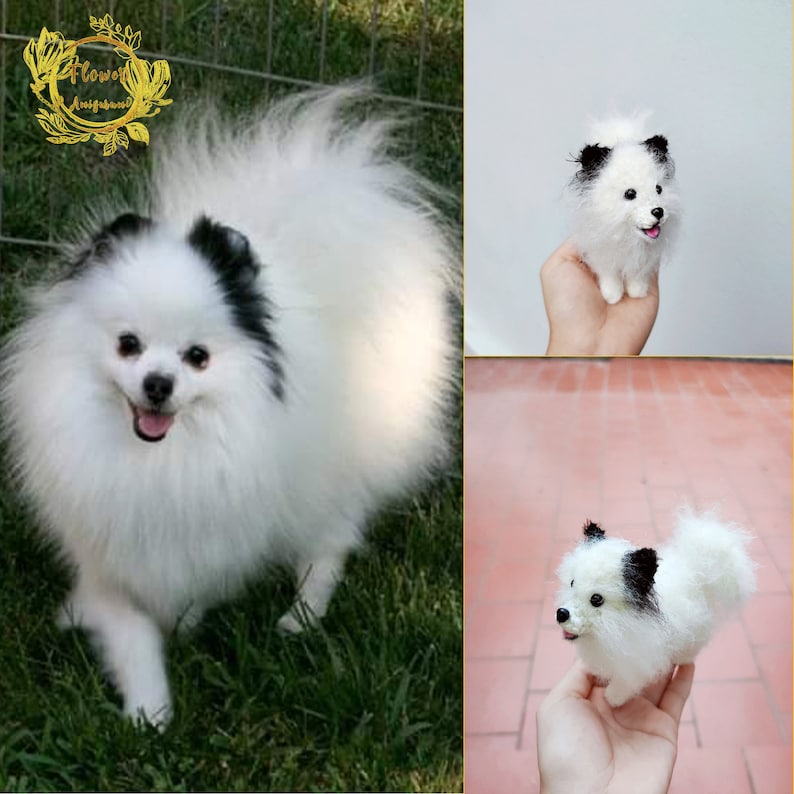 May include: A white and black fluffy Pomeranian dog with black ears and a black patch on its head. The dog is standing on green grass.
