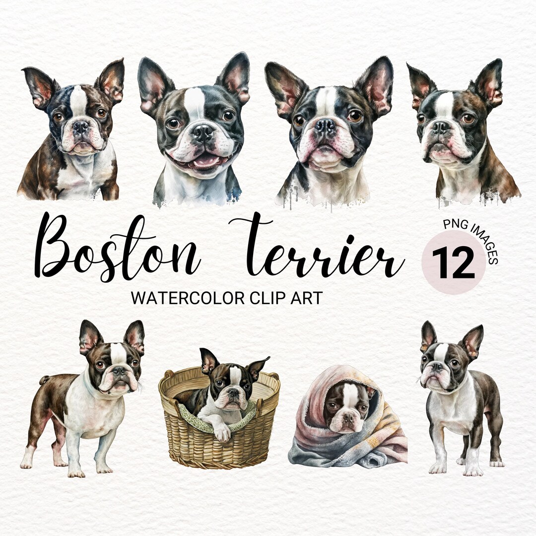 Boston Terrier Clipart | Dog PNG | Watercolor Dog Clipart | Dog ...