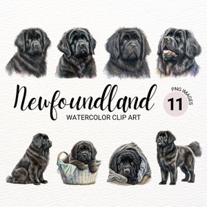 Neufundländer PNG | Neufundländer Hund Clipart | Hundeportrait | Welpen Bilder | Kinderzimmer Wand Kunst | Kommerzielle Lizenz