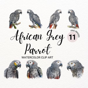 Clipart acquerello pappagallo grigio africano / pacchetto clipart uccello / uccello della giungla PNG / pianificatore digitale / animali Safari / download digitale