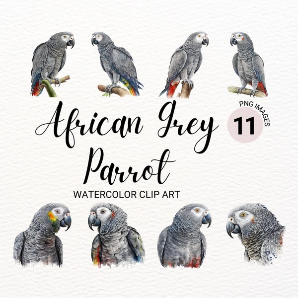 Watercolor African Gray Parrot Clipart | Bird Clipart Bundle | Jungle Bird PNG | Digital Planner | Safari Animals | Digital Download