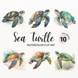Tortuga marina PNG / Acuarela Tortuga marina Clipart / Animales marinos PNG / Tortuga marina linda / Animales del océano / Arte de pared de tortuga marina