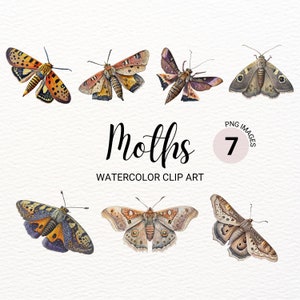 Aquarell Motte Clipart | Sphinx Motte | Aquarell Schmetterling PNG | Insekten Clipart | Junk Journal | Digitaler Planer | Sofort Download