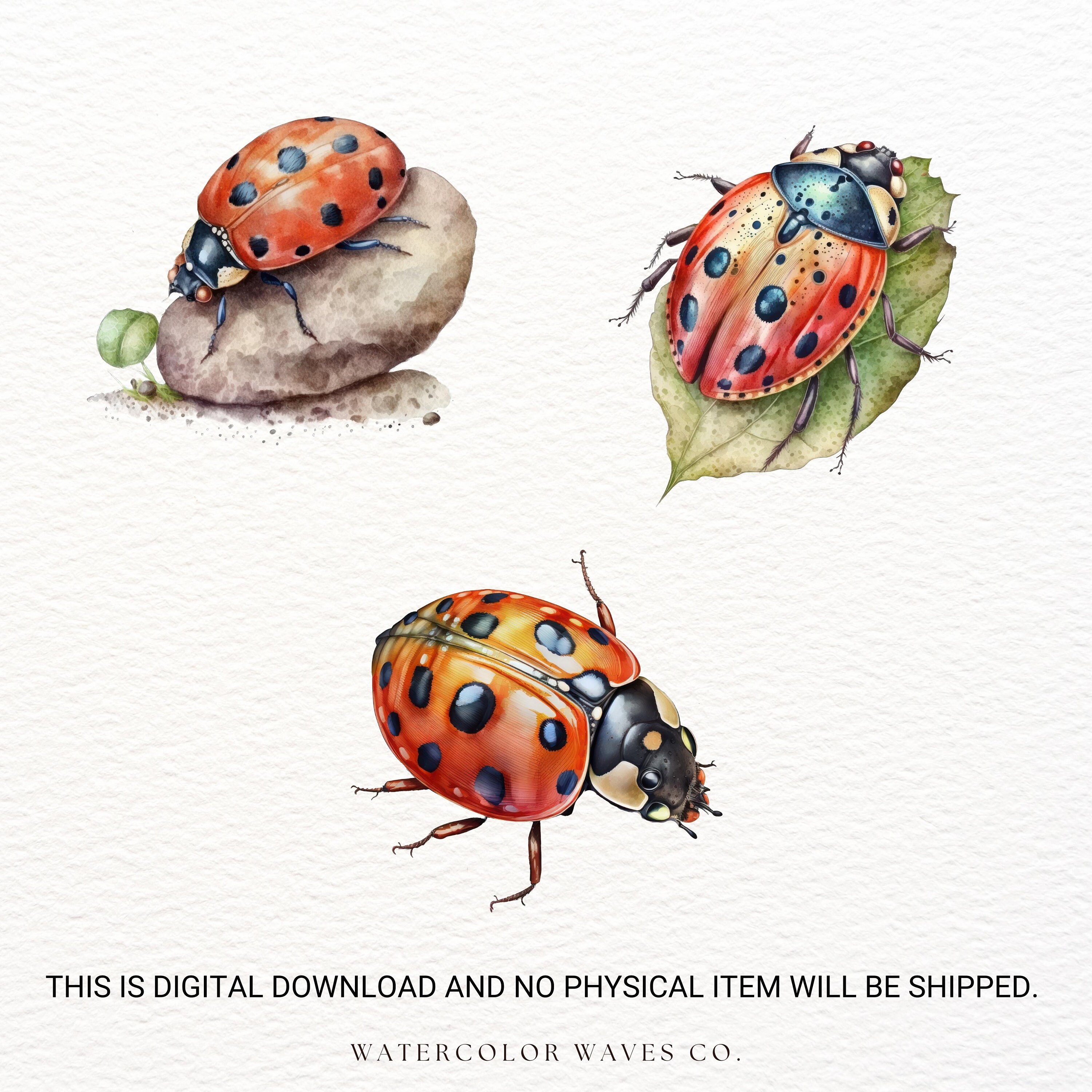 Watercolor Ladybug Clipart | Insect Clipart | Junk Journal | Flower ...