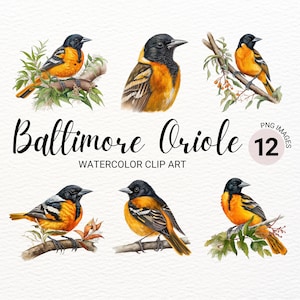 Oriole de Baltimore PNG | Aquarelle oiseau Oriole de Baltimore | Joli oiseau coloré PNG | Décoration de chambre d&#39;enfant | Clipart baby shower
