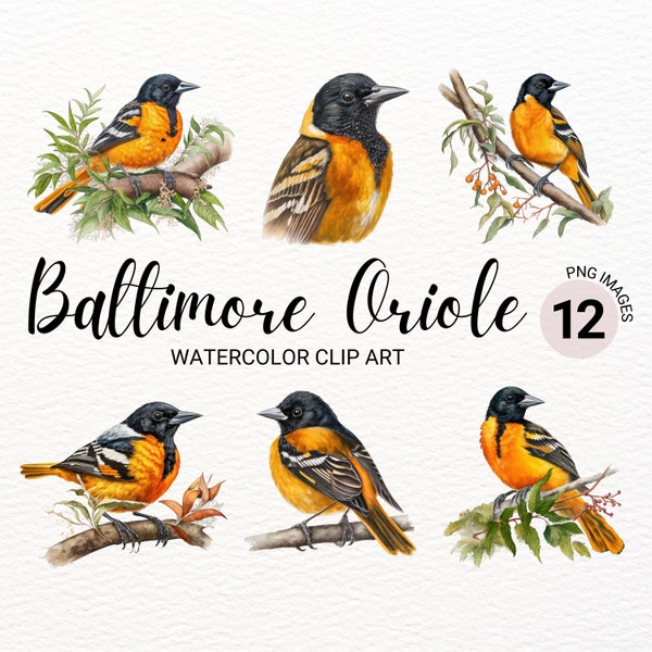 Baltimore Oriole Bird PNG | Baltimore Oriole Watercolor Bird Clipart | Cute Colorful Bird PNG | Nursery Decor | Baby Shower Clipart