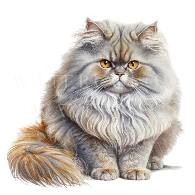 Chinchilla Persian Cat Clipart Watercolor Persian Cat - Etsy