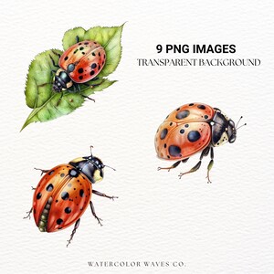 Watercolor Ladybug Clipart | Insect Clipart | Junk Journal | Flower ...