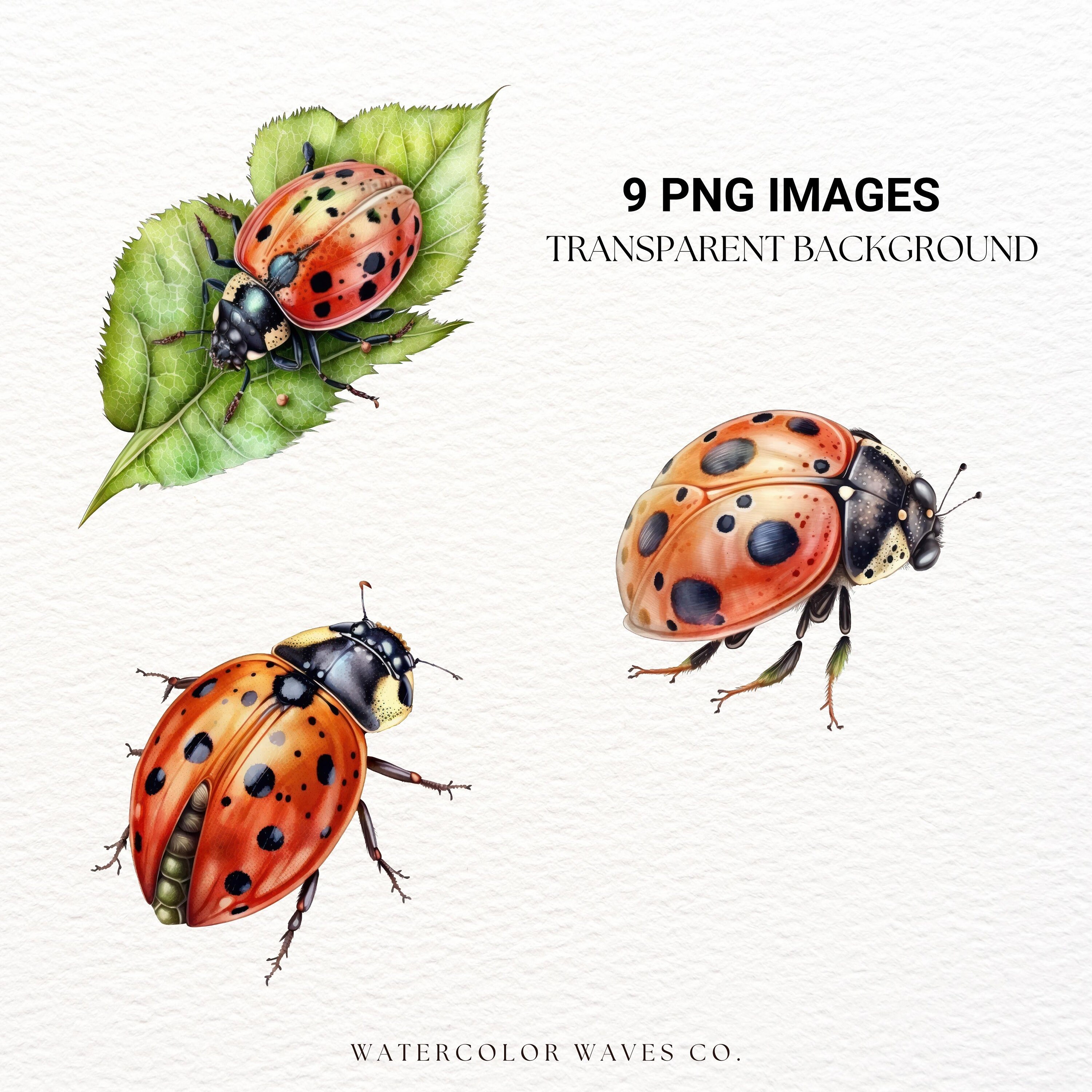 Watercolor Ladybug Clipart | Insect Clipart | Junk Journal | Flower ...