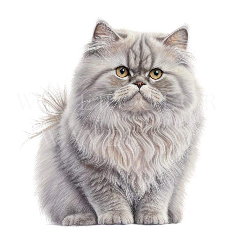 Chinchilla Persian Cat Clipart Watercolor Persian Cat - Etsy