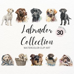 Collection de cliparts de chiots labrador retriever | Laboratoire noir PNG | Clipart Labrador noir | Clipart chien mignon | Chien PNG | Portrait de chien