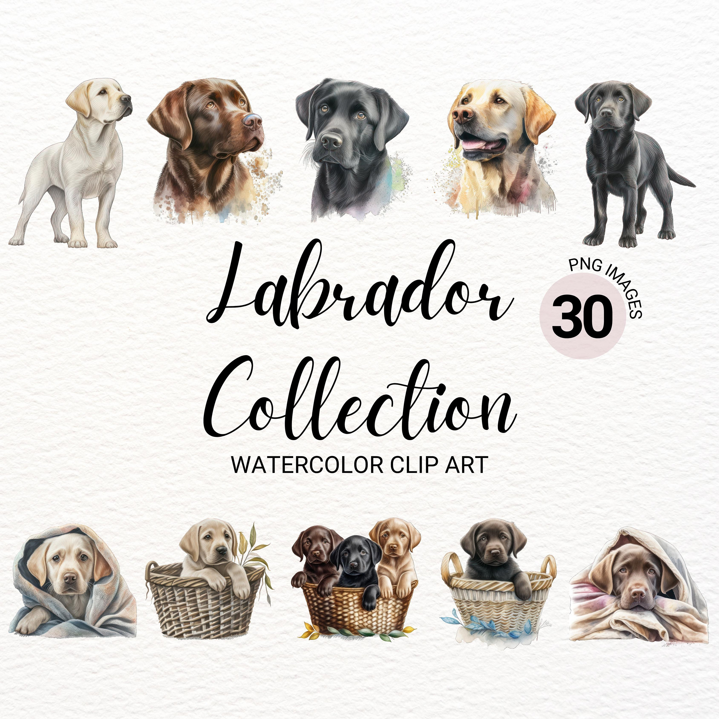 Lab Dog Original Breed Price Sales Shop