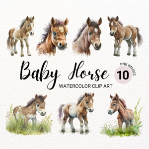 Baby Horse PNG | Horse Clipart | Watercolor Horse | Baby Animals | Western Clipart | Farm Animals PNG | Cute Horses Images