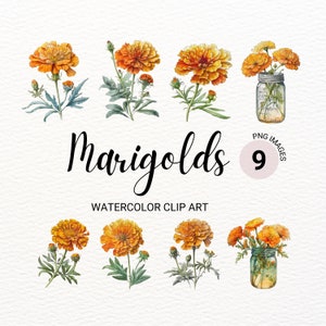 Marigold Clipart | Watercolor Marigold PNG | Floral PNG | Summer Clipart | Orange Flowers Clipart | Wedding Invitation | Junk Journal