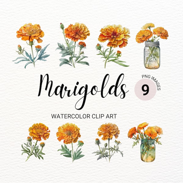 Marigold Clipart | Watercolor Marigold PNG | Floral PNG | Summer Clipart | Orange Flowers Clipart | Wedding Invitation | Junk Journal