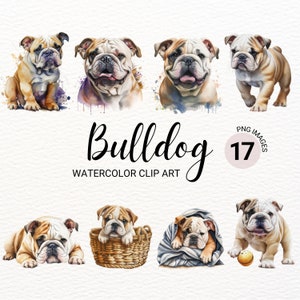 Englische Bulldogge PNG | Bulldogge Welpe PNG | Süßer Hund Clipart | Hund PNG | Hundeportrait | Aquarell Clipart | Welpen Bilder