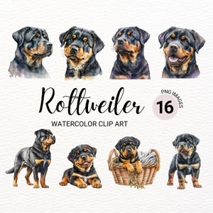 Clipart Rottweiler | Chien PNG | Clipart chiot rottweiler | Clipart chien mignon | Portrait de chien | Aquarelle de chien | Images de chiot