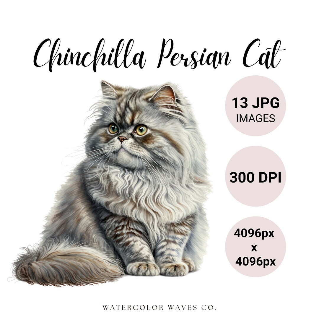 Chinchilla Persian Cat Clipart | Watercolor Persian Cat Clipart Bundle ...