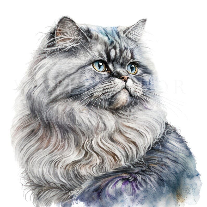 Chinchilla Persian Cat Clipart | Watercolor Persian Cat Clipart Bundle ...