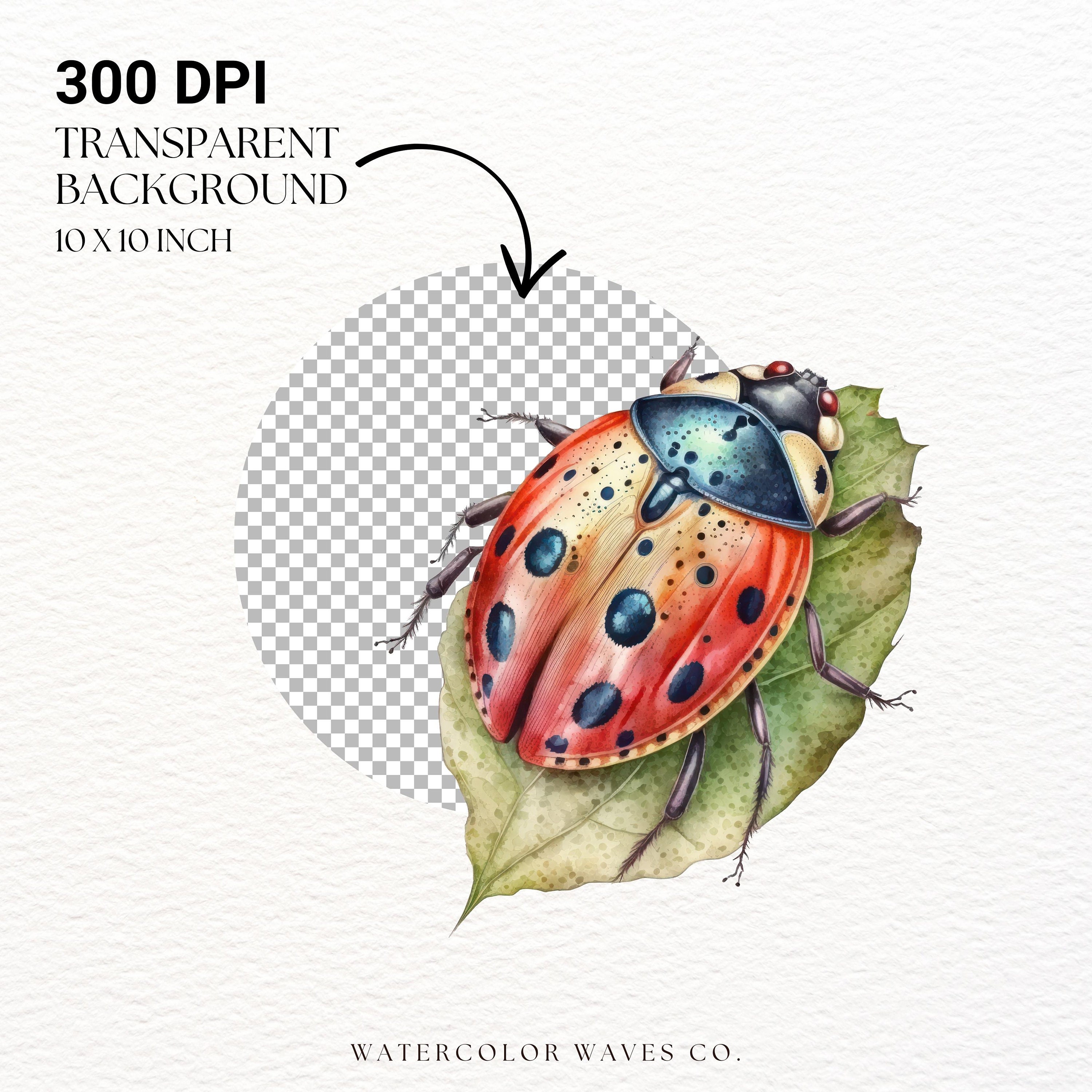 Watercolor Ladybug Clipart | Insect Clipart | Junk Journal | Flower ...