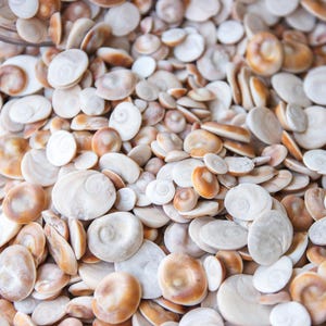 Peut inclure: Gros plan sur une collection de petits coquillages blancs et beiges avec des motifs en spirale. Les coquillages varient en taille et en forme, créant une surface texturée. L'image met en valeur la beauté naturelle des coquillages.