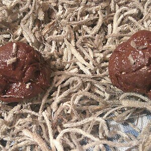 Model Horse Poop Realistic Barn Prop - Etsy