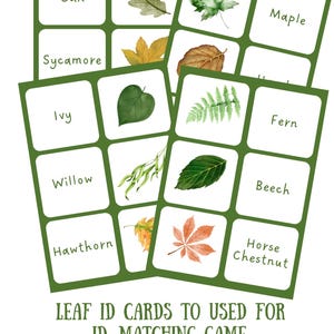 Leaf Identification Pack – Printable Tree ID Cards | Nature Study for ...