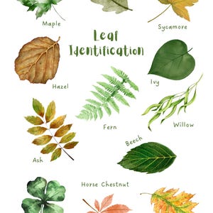 Leaf Identification Pack – Printable Tree ID Cards | Nature Study for ...