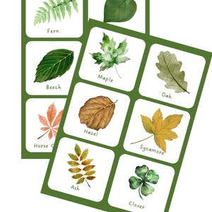 Leaf Identification Pack – Printable Tree ID Cards | Nature Study for ...