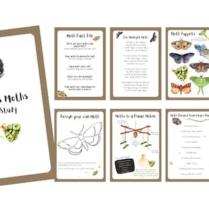 Puede incluir: Un conjunto de tarjetas educativas con temática de polillas. La tarjeta de título dice "Marvelous Moths Study" con una ilustración de bombilla y polilla. Otras tarjetas incluyen "Moth Fact File", "The Midnight Moth" y "Moth Puppets".