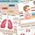 Interactive Preposition Activity, Prepositions Flashcards, Hands on ...