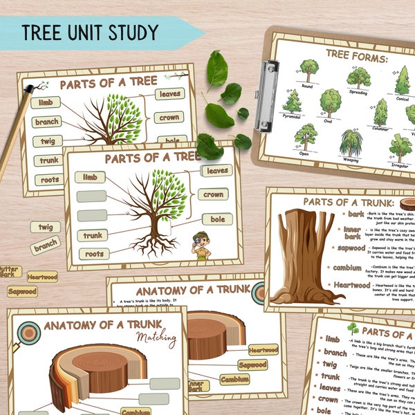 Tree Unit Study for Kids, Anatomy of a Tree & Trunk, Nature Study Homeschool Learning Parts of a Tree, Science Montessori Worksheets Toddler