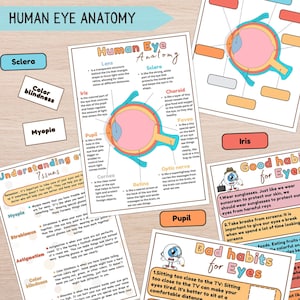 Anatomie van het menselijk oog Afdrukbare activiteit voor kinderen, Oogorgeldiagram Biologiespel, Wetenschapsles, Menselijke lichaamseenheid, Labeling Diagram Homeschool