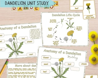 Dandelion Unit Study Homeschool Kids, Activity Nature Anatomy of a Dandelion, Botanical Busy Binder, Science Montessori, Nature Study Kids